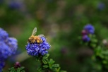 Honey bee amid Californian Lilac