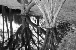 Trees sitting in water
