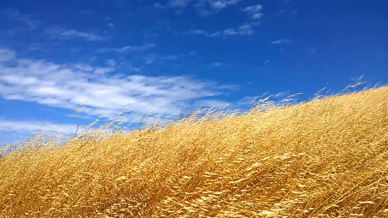 Поле пшеницы. Пшеница фон. Пшеничные поля России. Поле с колосьями.
