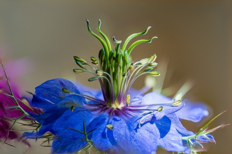 Love-in-a-Mist flower close-up